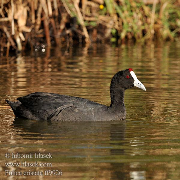 Fulica cristata ff9926