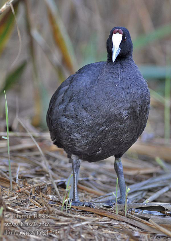 Fulica cristata g1769