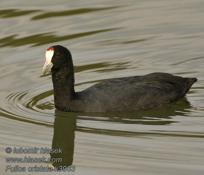 Red-knobbed Coot Creasted Crested Fulica cristata