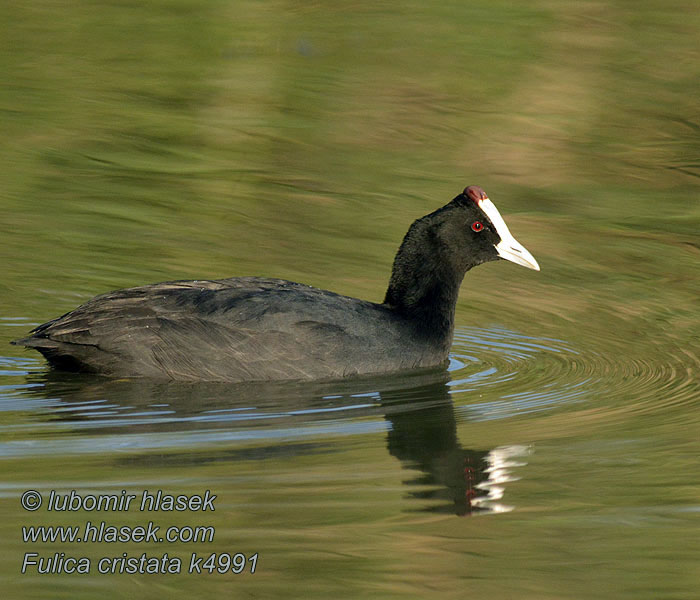 Lyska hřebenatá Fulica cristata