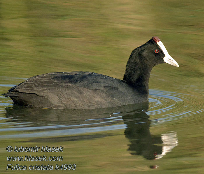 Kammbläßhuhn Fulica cristata