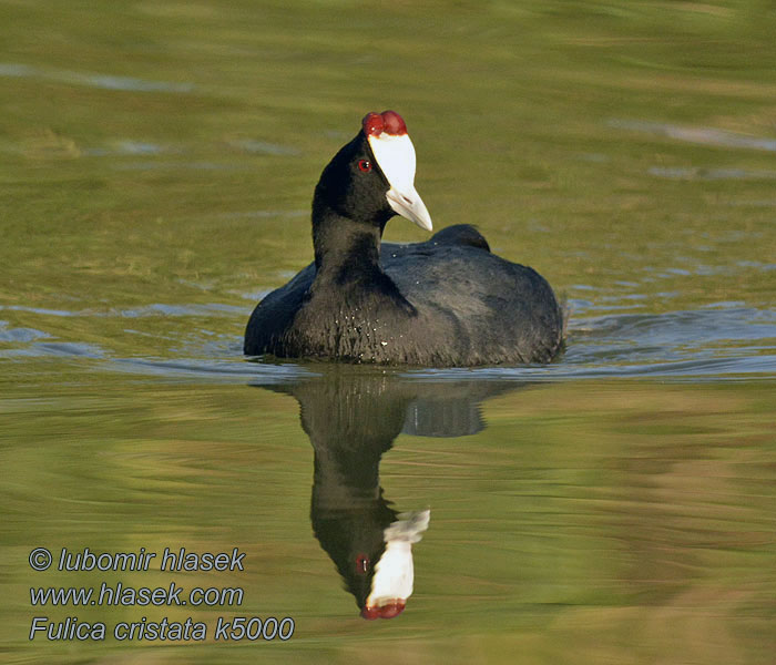 Kamblishøne Fulica cristata