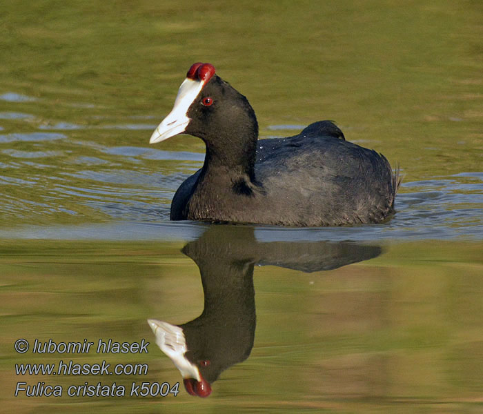 Focha Moruna Fulica cristata