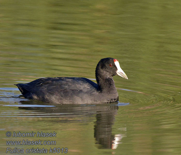 Bleshoender Unomkqayi Kukumezani Kgogonoka Fulica cristata