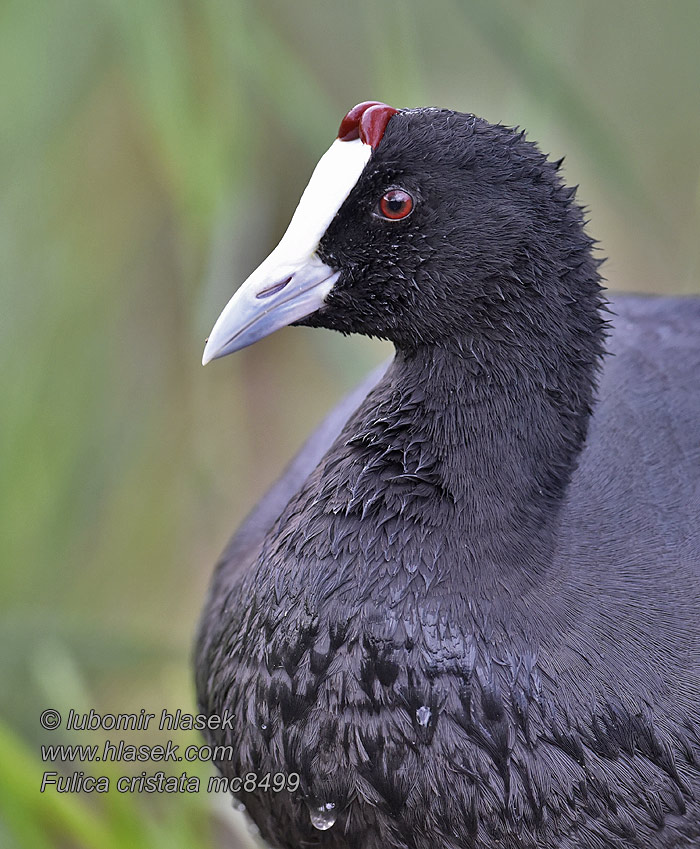 アフリカオオバン Knobbelmeerkoet Fulica cristata