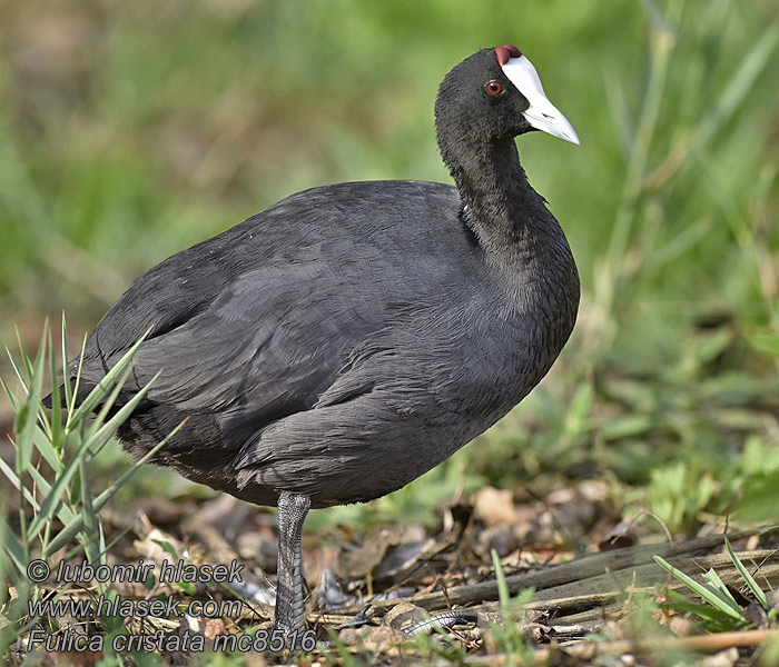 Kamblishøne Focha Moruna Fulica cristata