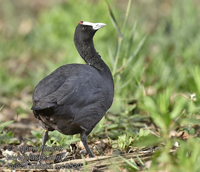 Lyska hřebenatá Kammbläßhuhn Fulica cristata