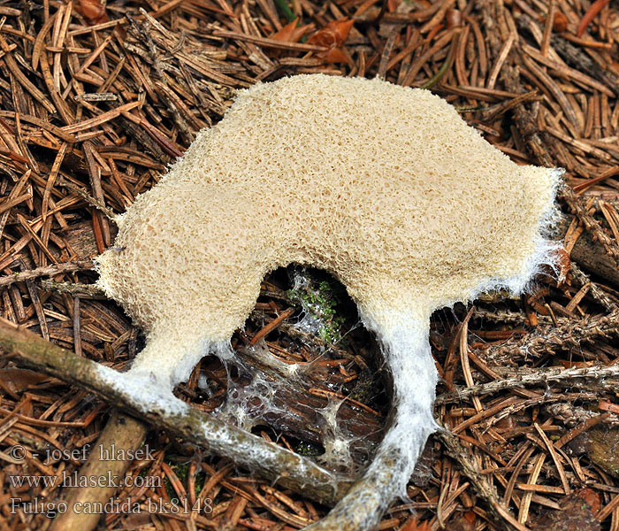 Fuligo candida septica Slizovka bělostná White Slime mould Nimivariaatio Witte heksenboter kalkkussen Lohblüte