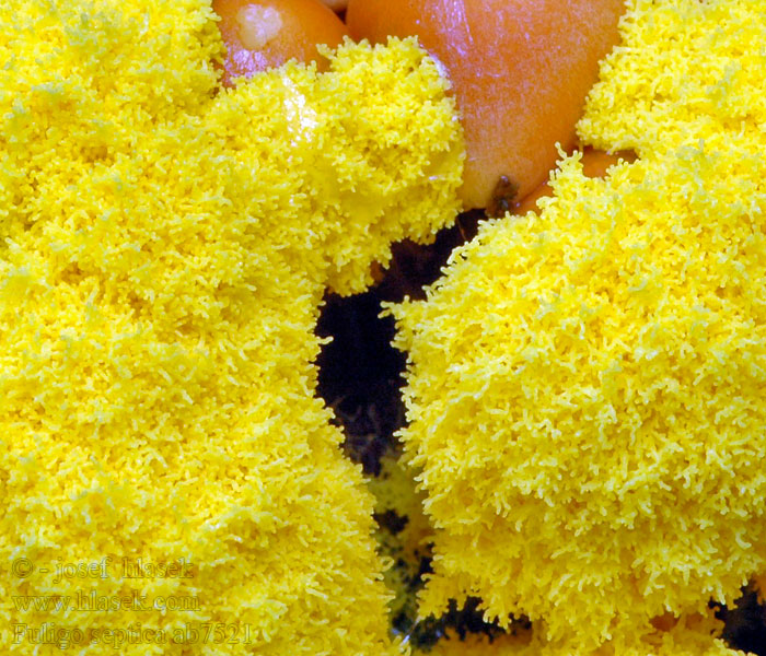 Fuligo septica Heksenboter Scrambled egg slime Trollsmör Paranvoi Troldsmør