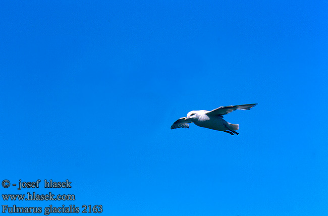 Fulmarus glacialis Fulmar Eissturmvogel Fulmar boréal Boreal Buřňák lední Mallemuk Noordse Stormvogel Fulmaro Havhest Stormfågel 暴风鹱 Глупыш ギンフルマカモメ Fulmar-glacial Буревісник кочівний