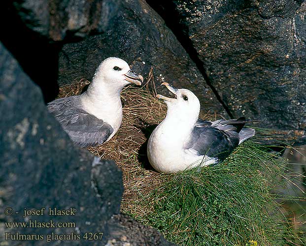 Buřňák lední Mallemuk Noordse Stormvogel Fulmaro Havhest Stormfågel 暴风鹱 Глупыш ギンフルマカモメ Fulmar-glacial Буревісник кочівний Fulmar ľadový Fulmarus glacialis Fulmar Eissturmvogel Fulmar boréal Boreal