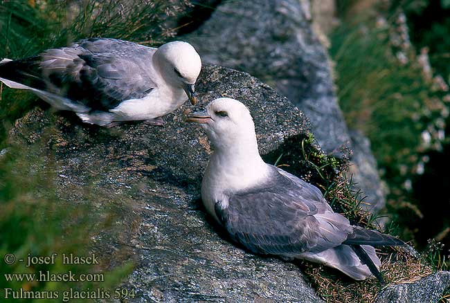 Havhest Stormfågel 暴风鹱 Глупыш ギンフルマカモメ Fulmar-glacial Буревісник кочівний Fulmar ľadový Fulmarus glacialis Fulmar Eissturmvogel Fulmar boréal Boreal Buřňák lední Mallemuk Noordse Stormvogel Fulmaro