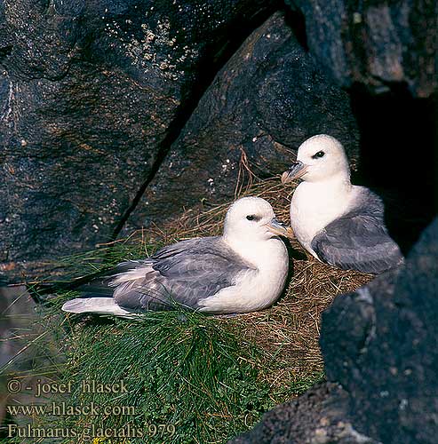 ギンフルマカモメ Fulmar-glacial Буревісник кочівний Fulmar ľadový Fulmarus glacialis Fulmar Eissturmvogel Fulmar boréal Boreal Buřňák lední Mallemuk Noordse Stormvogel Fulmaro Havhest Stormfågel 暴风鹱 Глупыш