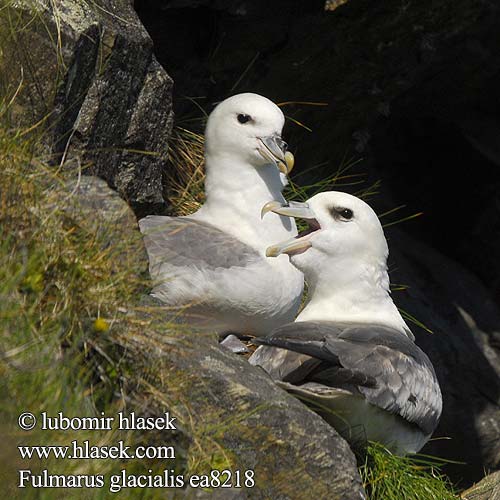 Fulmar Eissturmvogel Fulmar boréal Boreal Buřňák lední Mallemuk Noordse Stormvogel Fulmaro Havhest Stormfågel 暴风鹱 Глупыш ギンフルマカモメ Fulmar-glacial Буревісник кочівний Fulmar ľadový Fulmarus glacialis