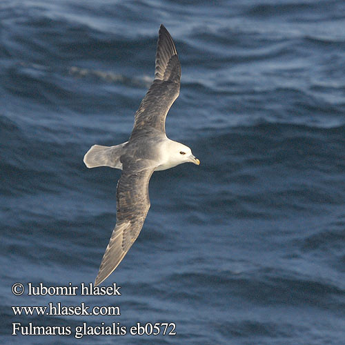 Fulmarus glacialis Fulmar boréal Boreal buřňák lední Mallemuk Noordse Stormvogel Fulmaro Havhest Stormfågel 暴风鹱 Глупыш ギンフルマカモメ Fulmar-glacial Буревісник кочівний