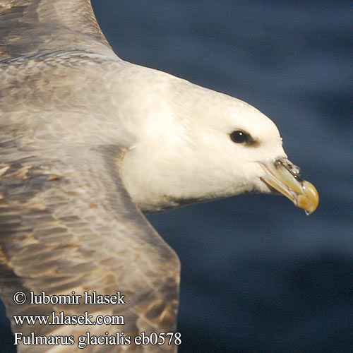 Fulmarus glacialis Buřňák lední Mallemuk Noordse Stormvogel Fulmaro Havhest Stormfågel 暴风鹱 Глупыш ギンフルマカモメ Fulmar-glacial Буревісник кочівний Fulmar Eissturmvogel Fulmar boréal Boreal