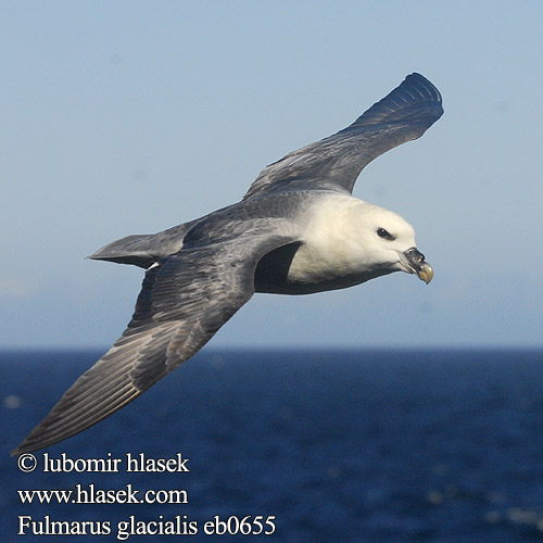 Fulmarus glacialis Noordse Stormvogel Fulmaro Havhest Stormfågel 暴风鹱 Глупыш ギンフルマカモメ Fulmar-glacial Буревісник кочівний Fulmar Eissturmvogel Fulmar boréal Boreal