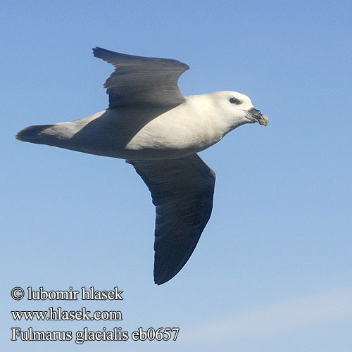 Fulmarus glacialis buřňák 暴风鹱 Глупыш ギンフルマカモメ Fulmar-glacial Буревісник кочівний Fulmar Eissturmvogel Fulmar boréal Boreal lední Mallemuk Noordse Stormvogel Fulmaro Havhest Stormfågel