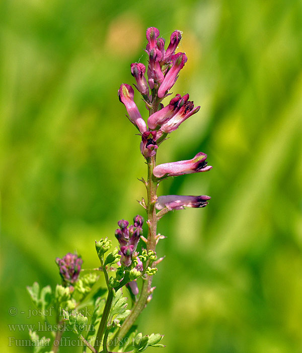 Common fumitory Earth smoke Dymnica pospolita Fumeterre officinale