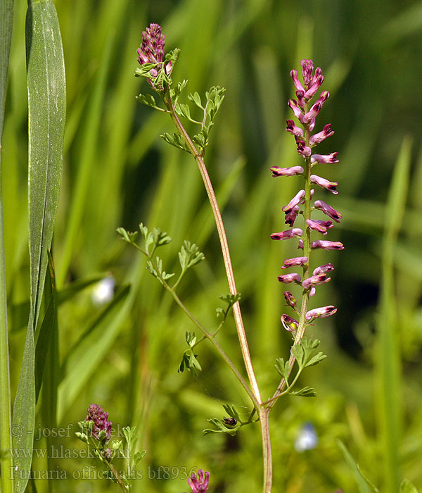 Fumaria officinalis Zemědým lékařský Gewöhnlicher Erdrauch