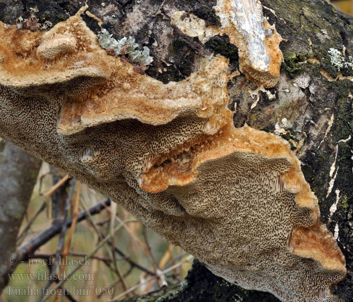 Funalia trogii Trametes Outkovka Trogova Blasse Borstentramete Bleke borstelkurkzwam Włochatka jasna Brunatka Trogiusza Trúdnikovec srstnatý Harjaskääpä Трутовик Трога