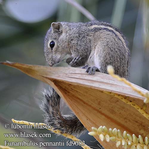 Funambulus pennantii Northern Palm Squirrel Veverka pětipásá Nordpalme Eichhörnchen পাঁচডোরা কাঠবিড়ালি Vijfstrepige palmeekhoorn 北棕榈灰鼠 Ecureuil palmiste سنجاب بلوچی Северная пальмовая белка