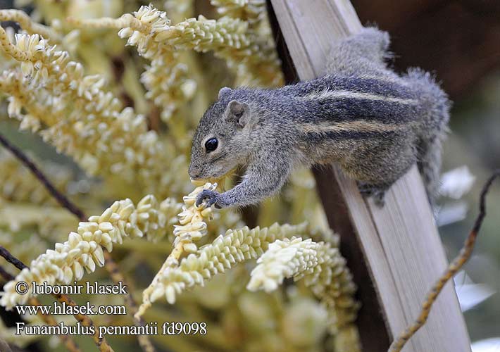 Nordpalme Eichhörnchen পাঁচডোরা কাঠবিড়ালি Vijfstrepige palmeekhoorn 北棕榈灰鼠 Ecureuil palmiste سنجاب بلوچی Северная пальмовая белка Funambulus pennantii Northern Palm Squirrel Veverka pětipásá