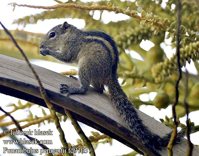 Vijfstrepige palmeekhoorn 北棕榈灰鼠 Ecureuil palmiste سنجاب بلوچی Северная пальмовая белка Funambulus pennantii Northern Palm Squirrel Veverka pětipásá Nordpalme Eichhörnchen পাঁচডোরা কাঠবিড়ালি