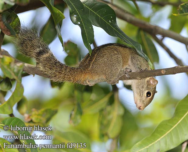 Северная пальмовая белка Funambulus pennantii Northern Palm Squirrel Veverka pětipásá Nordpalme Eichhörnchen পাঁচডোরা কাঠবিড়ালি Vijfstrepige palmeekhoorn 北棕榈灰鼠 Ecureuil palmiste سنجاب بلوچی