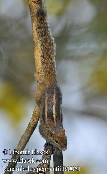 Northern Palm Squirrel Veverka pětipásá Nordpalme Eichhörnchen পাঁচডোরা কাঠবিড়ালি Vijfstrepige palmeekhoorn 北棕榈灰鼠 Ecureuil palmiste سنجاب بلوچی Северная пальмовая белка Funambulus pennantii