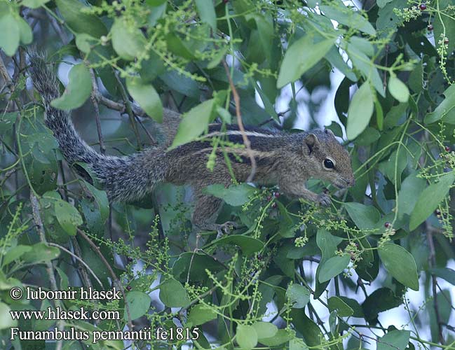 Veverka pětipásá Nordpalme Eichhörnchen পাঁচডোরা কাঠবিড়ালি Vijfstrepige palmeekhoorn 北棕榈灰鼠 Ecureuil palmiste سنجاب بلوچی Северная пальмовая белка Funambulus pennantii Northern Palm Squirrel