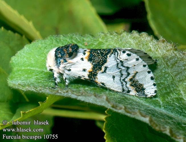 Furcula bicuspis Alder Kitten Birken-Gabelschwanz Birkengabelschwanz Harpye biscupide