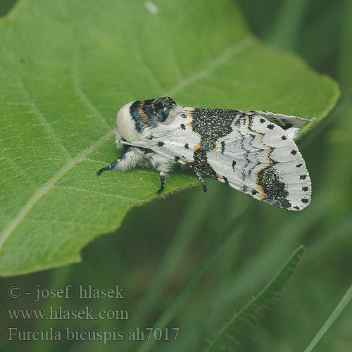 Furcula bicuspis Alder Kitten Birken-Gabelschwanz Birkengabelschwanz Harpye biscupide