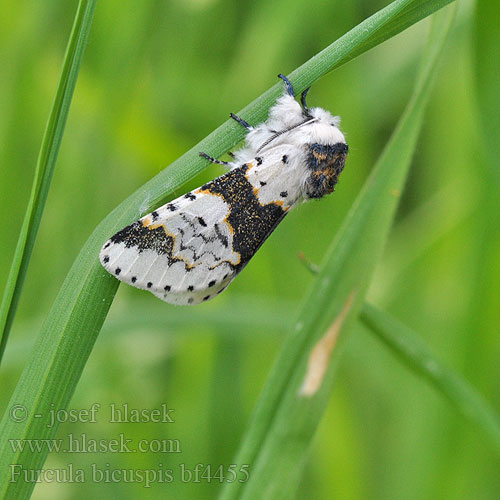 Koivuhangokas Berkenhermelijnvlinder Apáca-púposszövő Furcula bicuspis Alder Kitten