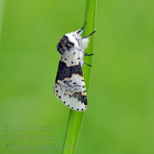 Alder Kitten Birken-Gabelschwanz Birkengabelschwanz Harpye biscupide Hranostajník březový