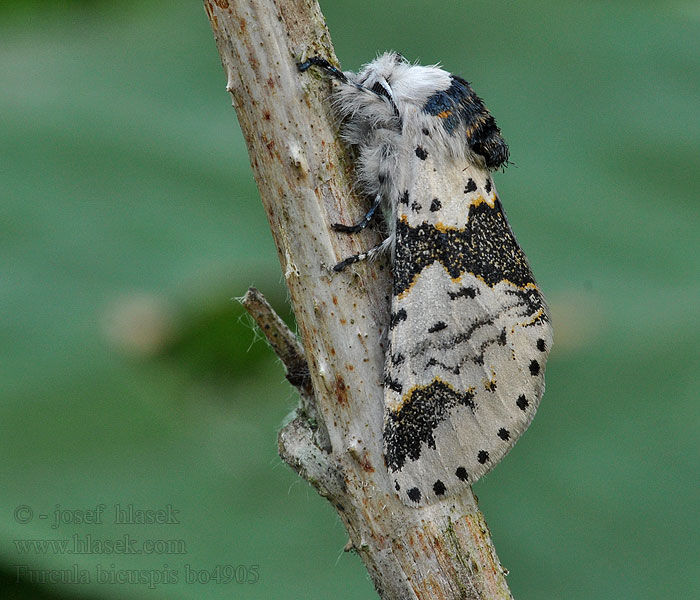 Alder Kitten Furcula bicuspis