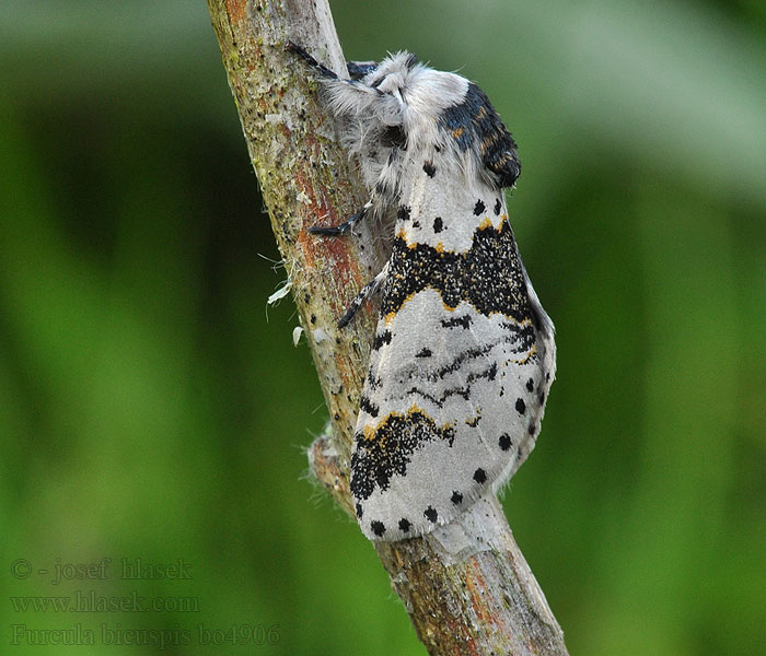 Birken-Gabelschwanz Furcula bicuspis