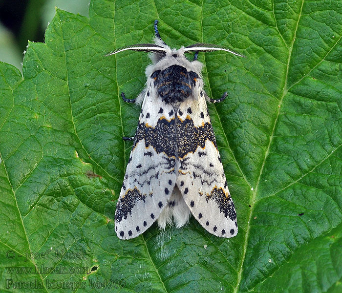 Birkengabelschwanz Furcula bicuspis