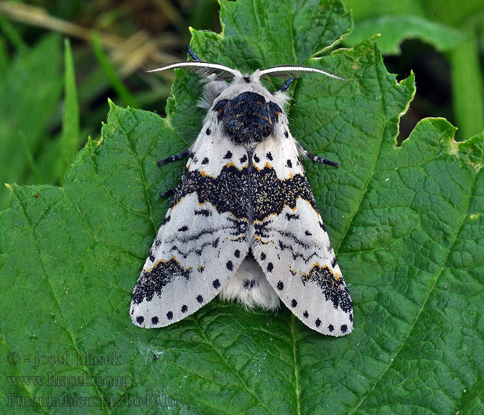 Harpye biscupide Furcula bicuspis