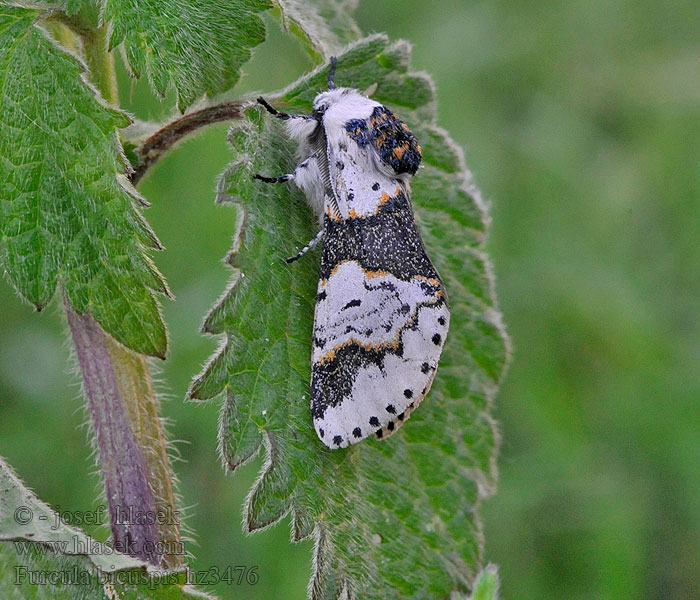 Alder Kitten Birken-Gabelschwanz Birkengabelschwanz Furcula bicuspis