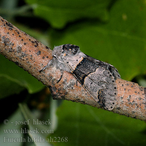 Poplar Kitten Espen Gabelschwanz Mittlerer Kleiner Hranostajník osikový