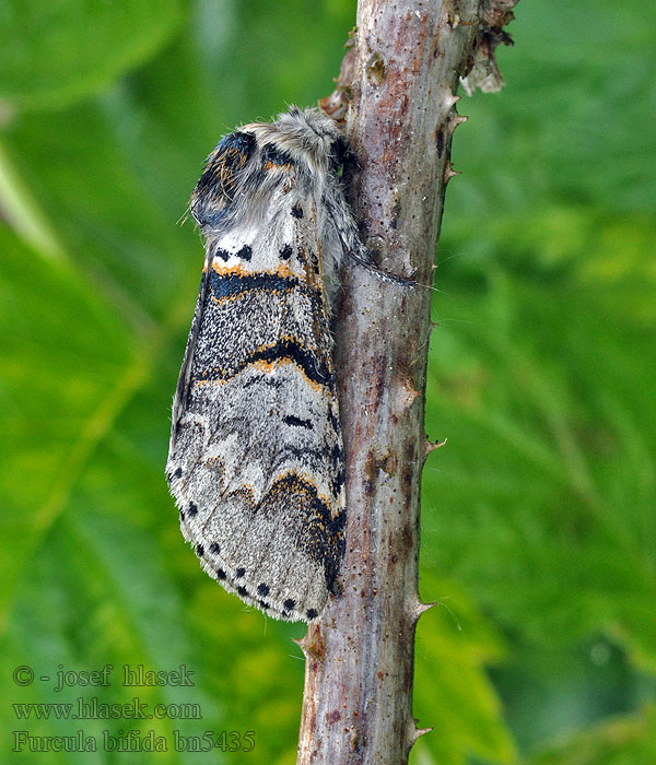 Гарпия тополевая Furcula bifida