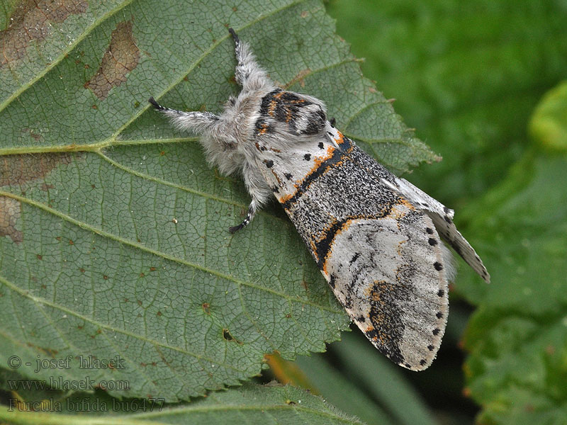 Wilgenhermelijnvlinder Furcula bifida