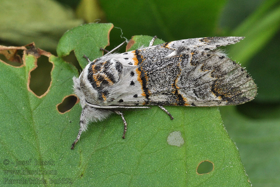 Petite Queue Fourchue Harpye Furcula bifida