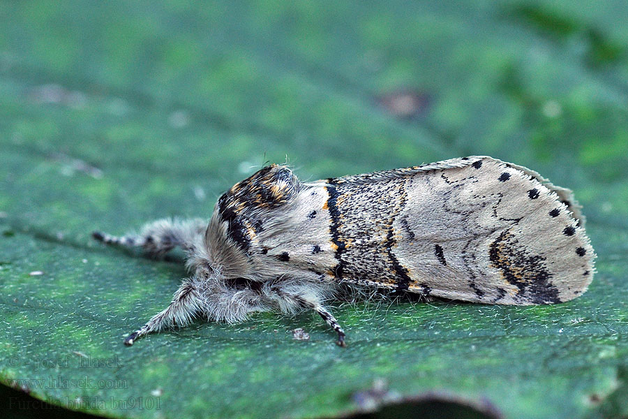 Poplar Kitten Furcula bifida