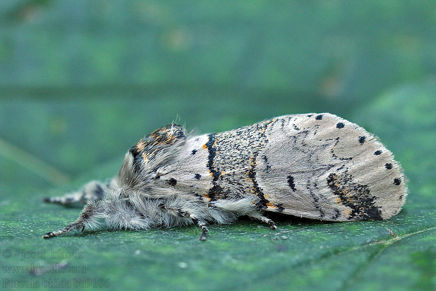 Hranostajník osikový Furcula bifida