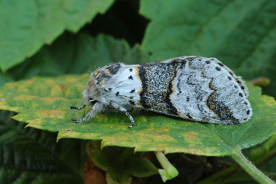 Poplar Kitten Espen Gabelschwanz Furcula bifida