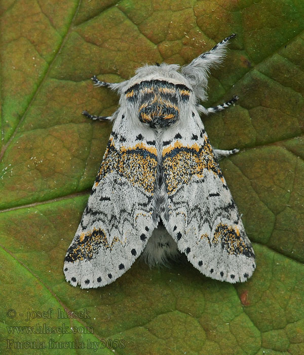 Furcula furcula Hranostajník jívový Weiden-Gabelschwanz Buchen Sallow Kitten