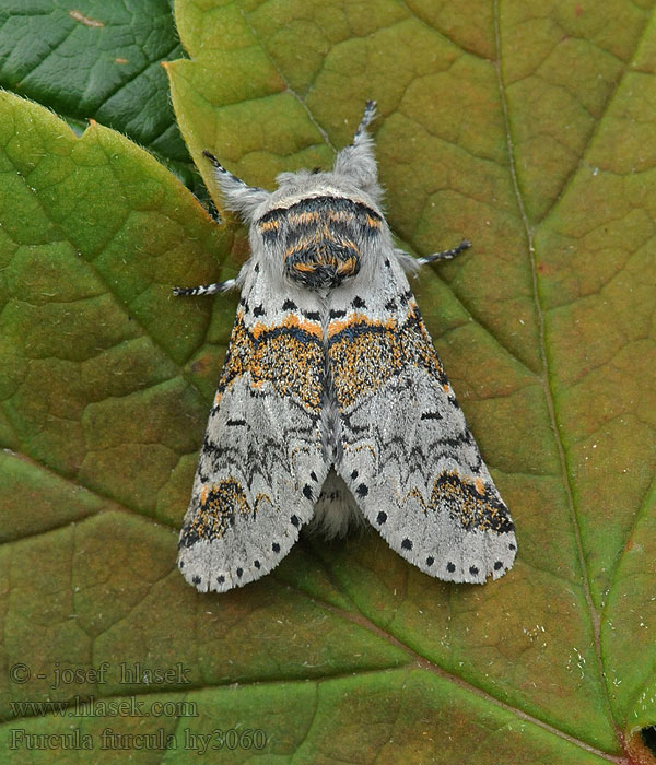 Hranostajník rakytový Petite Queue-Fourchue Furcula furcula