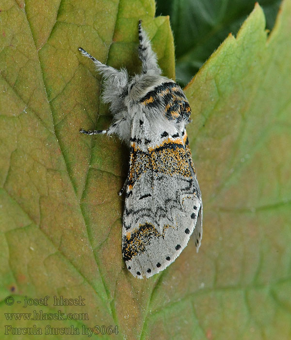 Widłogonka widlica Kleine hermelijnvlinder Furcula furcula